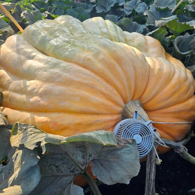 Godzilla Pumpkin Seed for Sale | Giant 2,222lb Masterpiece – Great