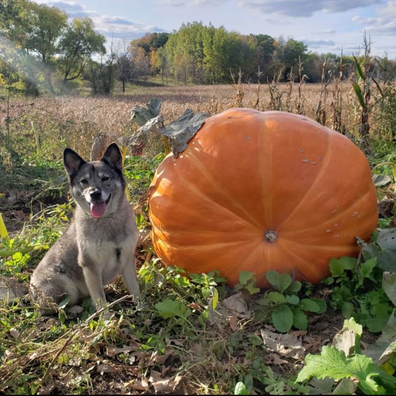 Buy 2350 Gienger Pumpkin Seeds | Grow North America's Largest