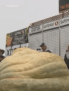 Gourd-bye, old world record! Travis Gienger has officially grown the "greatest pumpkin of all time."