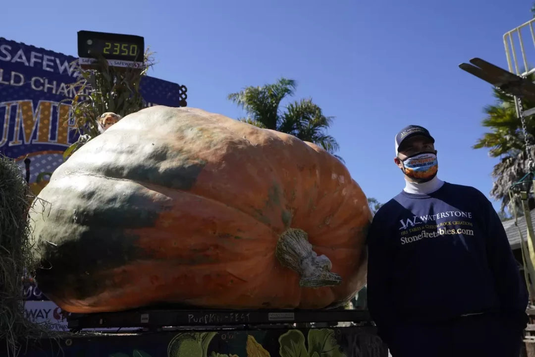 There really is a great pumpkin: Monster squash wins California contest