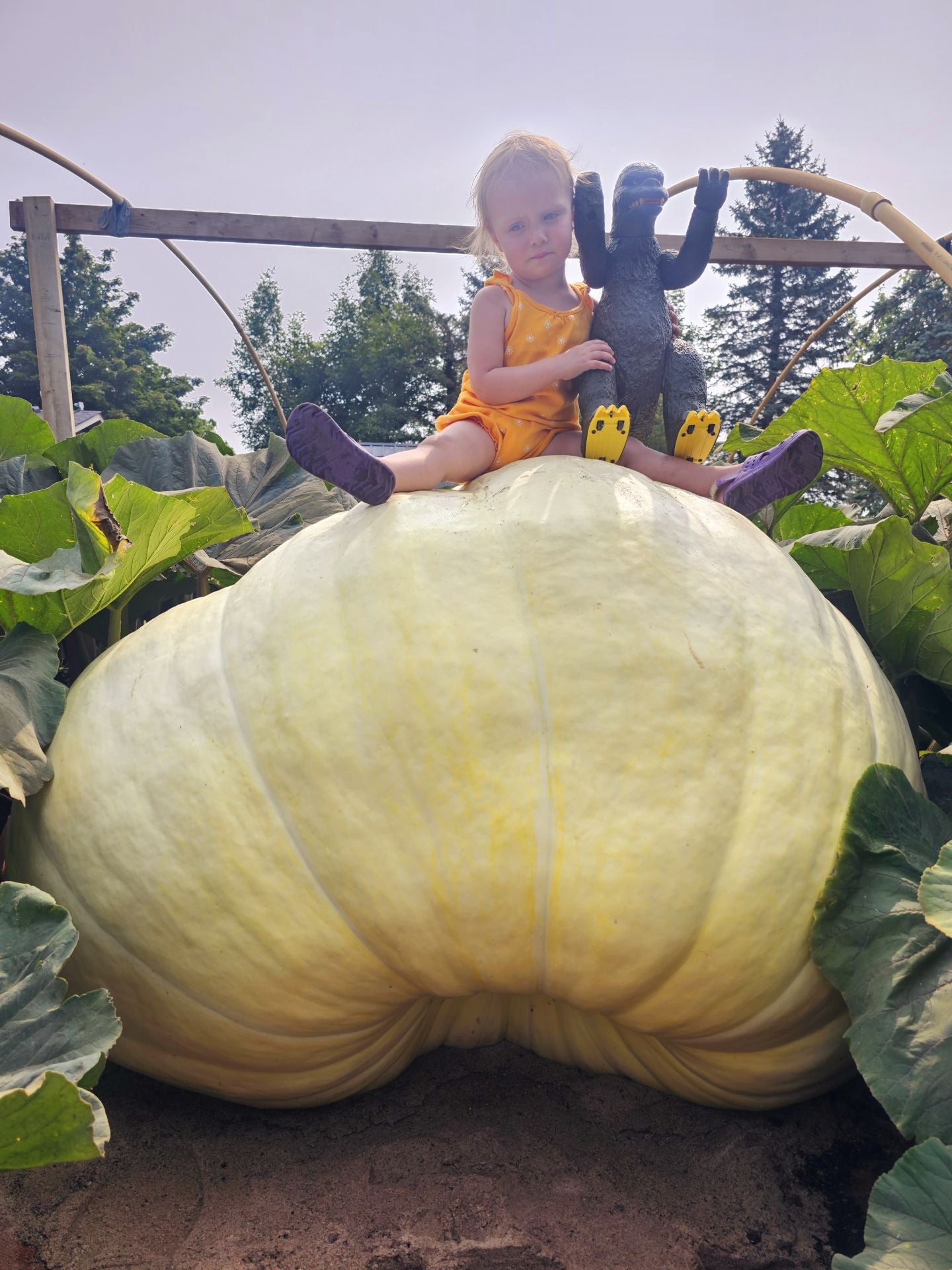 Godzilla Pumpkin Seed for Sale | Giant 2,222lb Masterpiece – Great