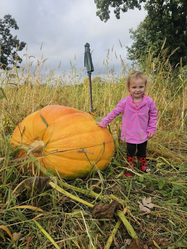 Buy 2350 Gienger Pumpkin Seeds | Grow North America's Largest