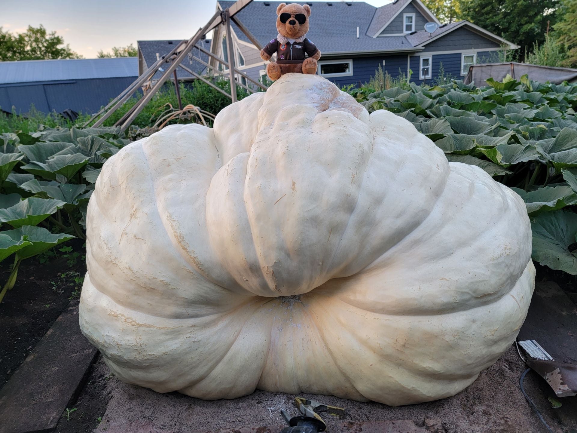 Buy Maverick Pumpkin Seeds | World Record Giant Pumpkins by Travis